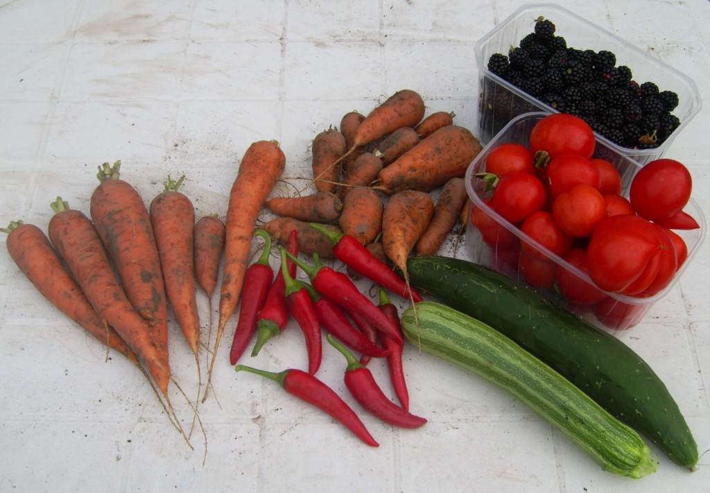 Ernte - Möhren, Tomaten, Chili, Gurke, Zucchini, Brombeeren