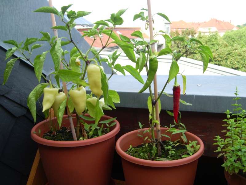 Paprika und Chili auf dem Balkon