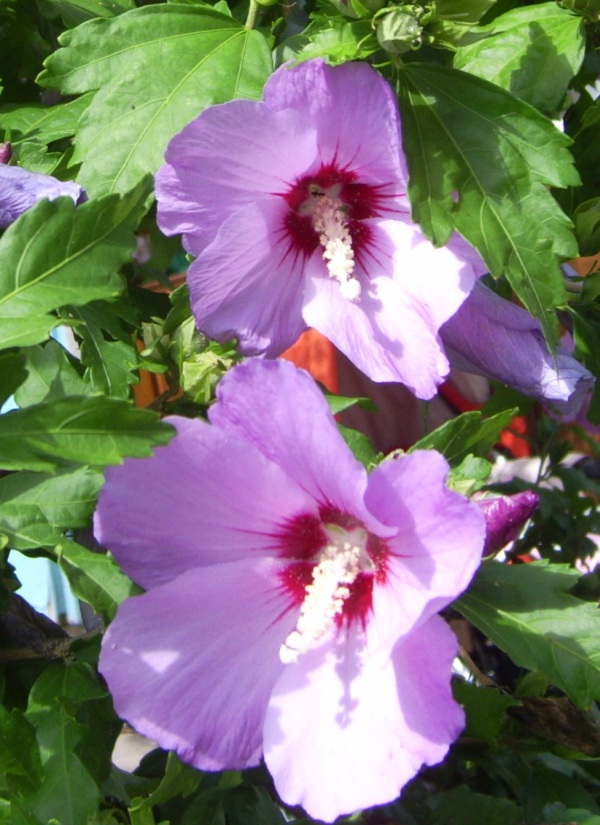 Hibiskus