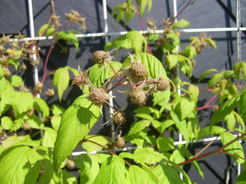 Himbeeren auf dem Balkon