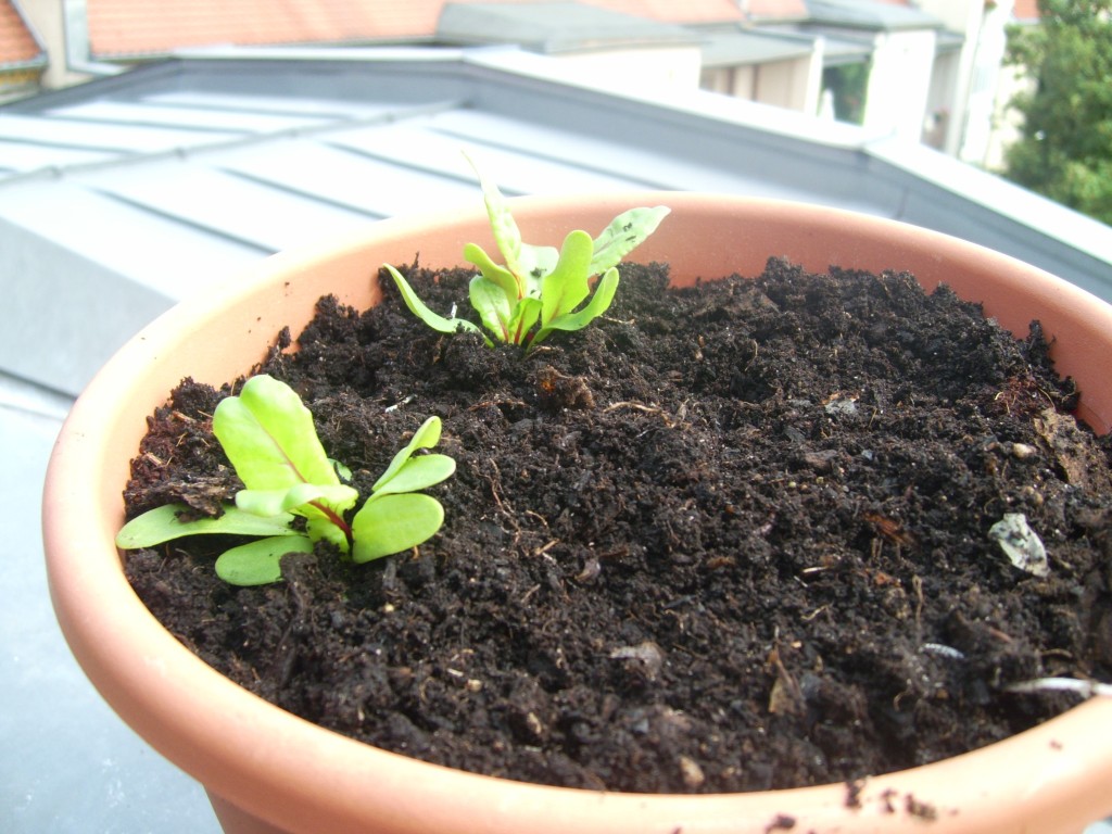 kleiner Mangold auf dem Balkon