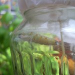 Verpuppung der Raupen des Großen Kohlweißlings