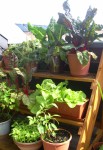 Gemüseregal auf dem Balkon
