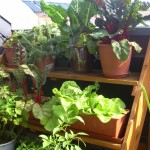 Gemüseregal auf dem Balkon