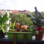 Vergleich Mangold im Kasten und im Topf