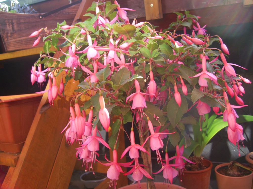 Fuchsienstämmchen