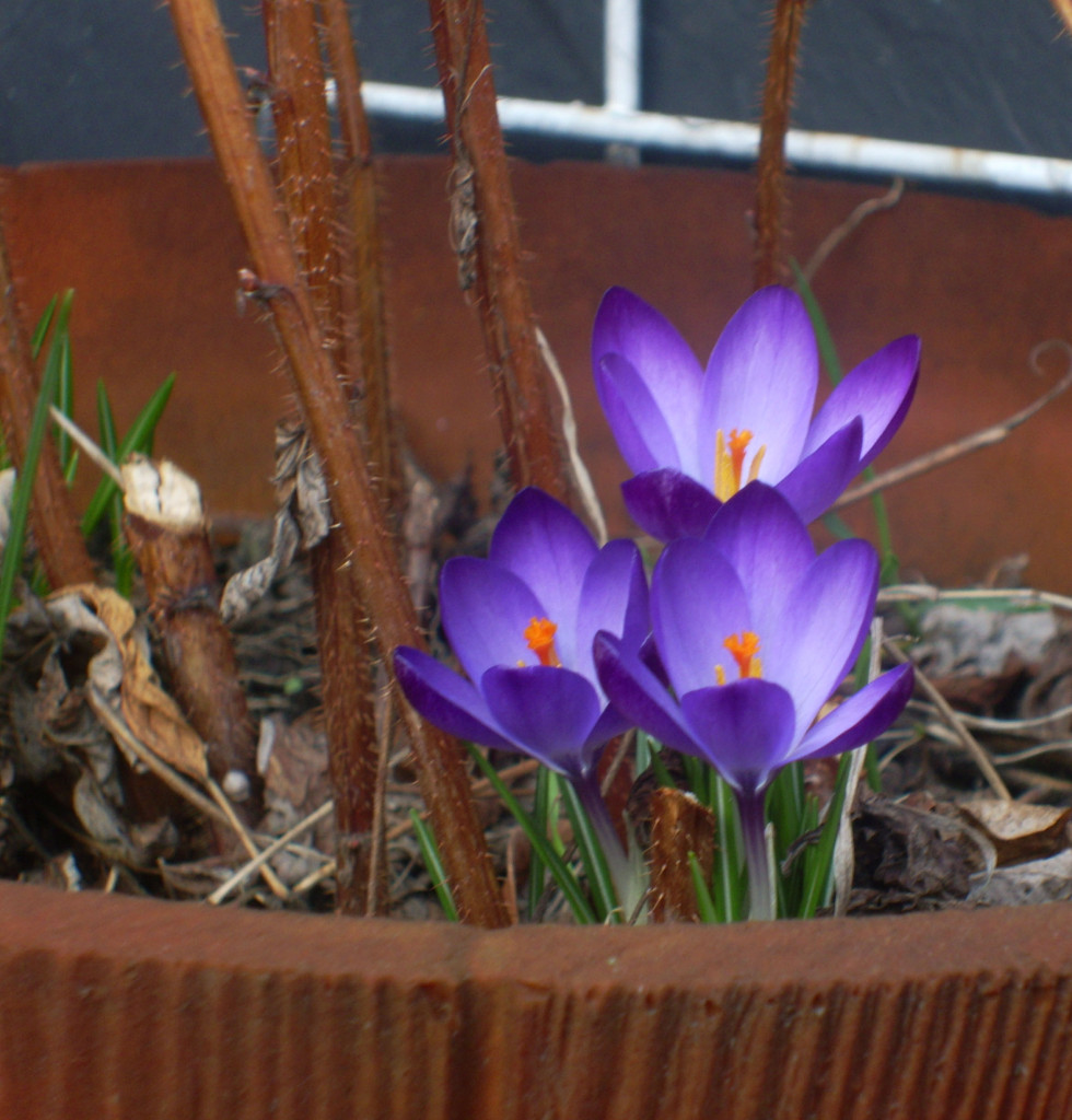 Blaue Krokusse in einem Himbeertopf auf dem Balkon