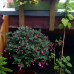 Fuchsienstämmchen und Minipetunien