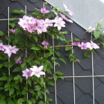 Clematis im ersten Jahr