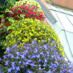 Männertreu und Husarenknopf